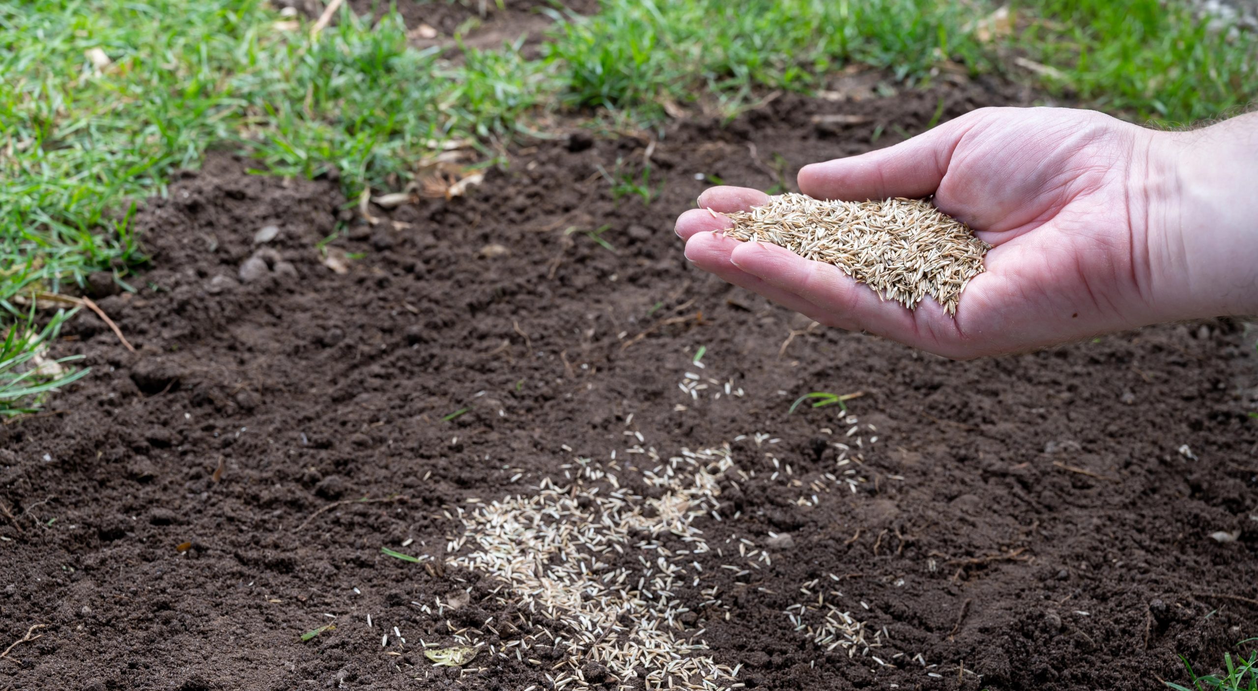 Grass seeding and overseeding Grass seeding and overseeding